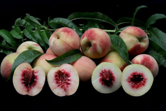 Nova variedade de pessegueiro disponibiliza frutos no fim do ano