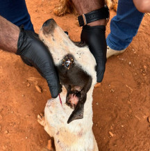 Polícia Civil prende mulher por maus-tratos a animais