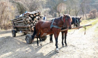 Comissão aprova criminalização do uso de veículos movidos a tração animal