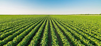 A agricultura e a revolução tecnológica da Syngenta contra a anomalia da soja