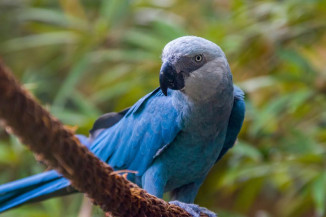 Brasil é contrário ao comércio internacional da Ararinha-azul