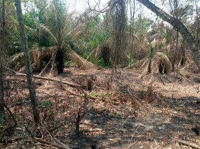 Proprietário rural é autuado por desmatar área próxima ao Rio Miranda