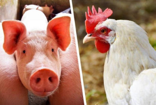 Custos de produção de frangos de corte e de suínos sobem em outubro