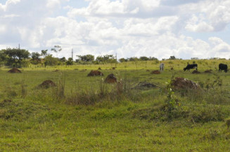 Estudo revelará o uso potencial das pastagens do Brasil para a agropecuária