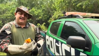 Pantanal em chamas: Tucano é resgatado tentando escapar de incêndio