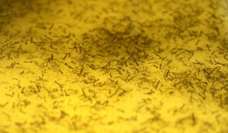 Com mais de 40 mil casos de dengue, saúde  faz alerta de cuidados contra focos do mosquito em MS