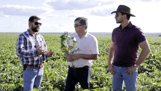Presidente do Sindicato Rural alerta para perdas da soja provocadas por onda de calor em MS
