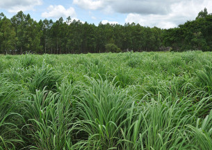 Nova cultivar de capim-andropogon apresenta maior produtividade em áreas de baixa fertilidade