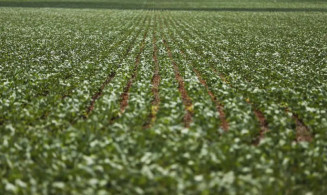 Condições climáticas impactam principais regiões produtoras de grãos
