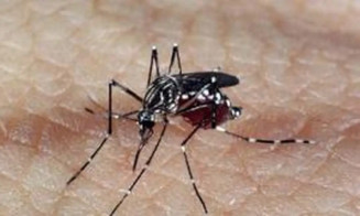 Profissionais de saúde alertam para ressurgimento do tipo 3 da dengue