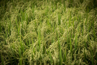 Desafios na produção de arroz elevam risco de inflação global