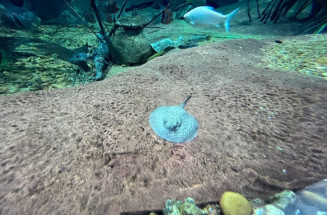 Família cresce e Bioparque Pantanal registra mais um nascimento de arraias