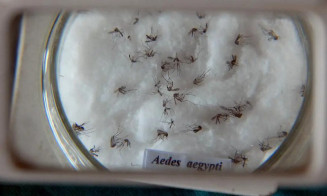 Casos de dengue no Brasil aumentam 15,8% em 2023 