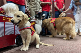 MS agora tem programa de castração e 1º plano para defesa e proteção da vida animal