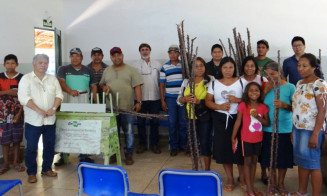 Indígenas sofrem problemas na produção de mandioca em Mato Grosso do Sul