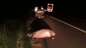 Motorista atropela capivara na MS-377 e um morre em acidente