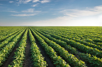 Chuvas irregulares e altas temperaturas impactam cultivos