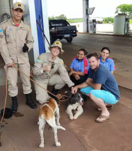 Cachorro desaparecido após acidente com duas mortes é encontrado