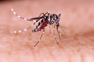 Brasil bate recorde de mortes por dengue em 2023