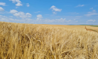 Cereais de inverno têm Zoneamento Agrícola de Risco Climático publicado para o ano-safra 2023/2024