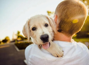 Confira como proteger os pets durante queima de fogos