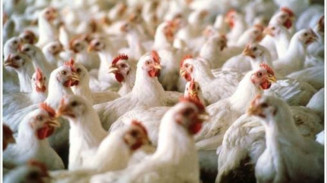 Japão retira embargo de importações de aves vivas de MS