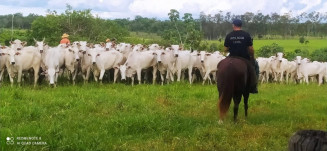 Polícia Civil localiza, gado roubado no Paraguai