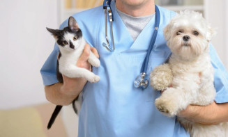 Inscrições ao Programa de Castração de cães e gatos encerram hoje