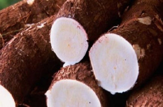 MS bate recorde na produção de mandioca e lidera exportação de fécula