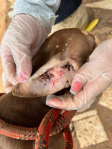 Polícia Civil prende homem por maus-tratos de animais
