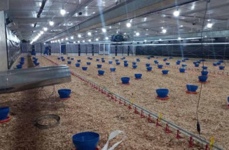 Incentivo a avicultura de MS garante mais de R$ 35 milhões aos produtores e ânimo ao setor
