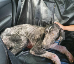 Projeto obriga veículo de aplicativo a transportar passageiro com animal de estimação