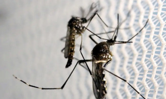 Brasil perdeu o timing para erradicar Aedes