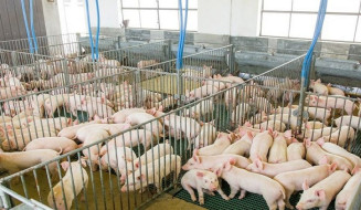 Suinocultura de MS deve ter salto em 2023 com programa Leitão Vida e R$ 300 milhões do FCO Rural para o setor