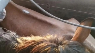 Homem é preso com 27 cavalos para fazer da carne mortadela