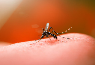 MS registra duas mortes por dengue na última semana