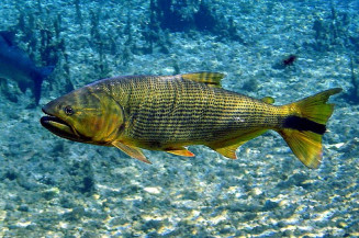 Dourado: conheça peixe predador e que pula fora d'água de MS