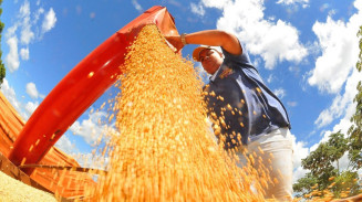 MS aumenta em 25% volume de vendas ao Exterior