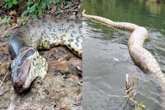 Perícia pede prazo para descobrir causa da morte de sucuri famosa em Bonito