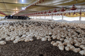 FCO aprova R$ 138,9 milhões em novos empreendimentos para MS, com destaque para avicultura