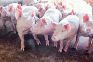 Suinocultura: Capacitação do Senar/MS instrui produtores a reforçar a biosseguridade