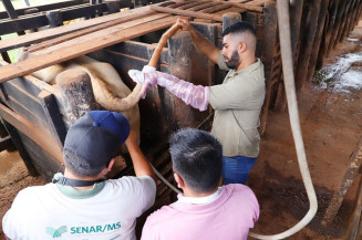 Senar/MS realiza 1ª turma do curso de Inseminação Artificial no formato híbrido