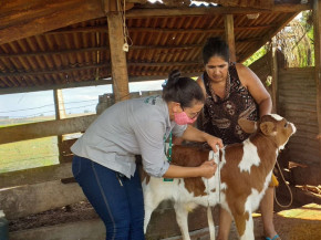Equipes técnicas somam esforços no Programa de ATeG em Bovinocultura de Leite do Senar/MS