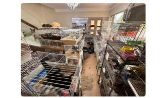 Mulher é presa por maus-tratos de 560 gatos e cães mantidos dentro de casa