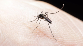 Quase 4 bilhões de pessoas correm risco de infecção pelo Aedes
