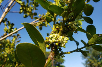 Agraer vai comprar de 60 mil mudas de erva-mate para distribuir a pequenos produtores de MS