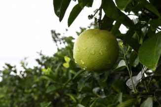 Produtores de laranja encontram em MS ambiente propício para investir
