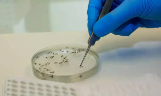 MS está em alerta para crescimento da febre Oropouche no país