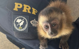 Macaco-prego que seria traficado é resgatado durante fiscalização