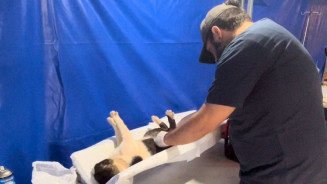 Programa castra 886 cães e gatos e nova etapa irá abrir quando tiver novo recurso